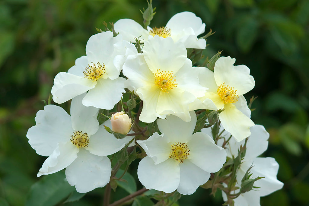 Kew Gardens™ (Ausfence) - Potted Rose