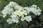 Kew Gardens™ (Ausfence) - Potted Rose