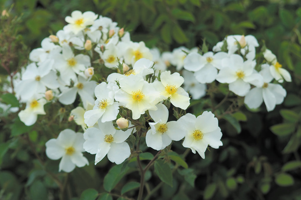 Kew Gardens™ (Ausfence) - Potted Rose