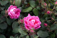 Knock Out Double Pink®