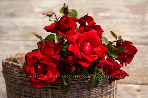 Le Rouge et le Noir™ - Potted Rose