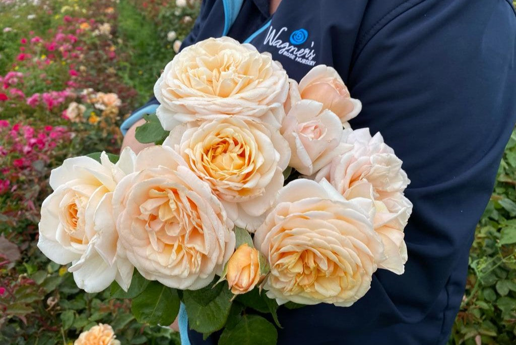Wagner's Roses Lionheart | Wagner's Rose Nursery