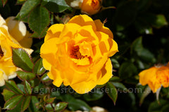 Lucciola™ - Potted Rose