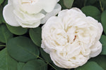 Mariangela™ - Potted Rose
