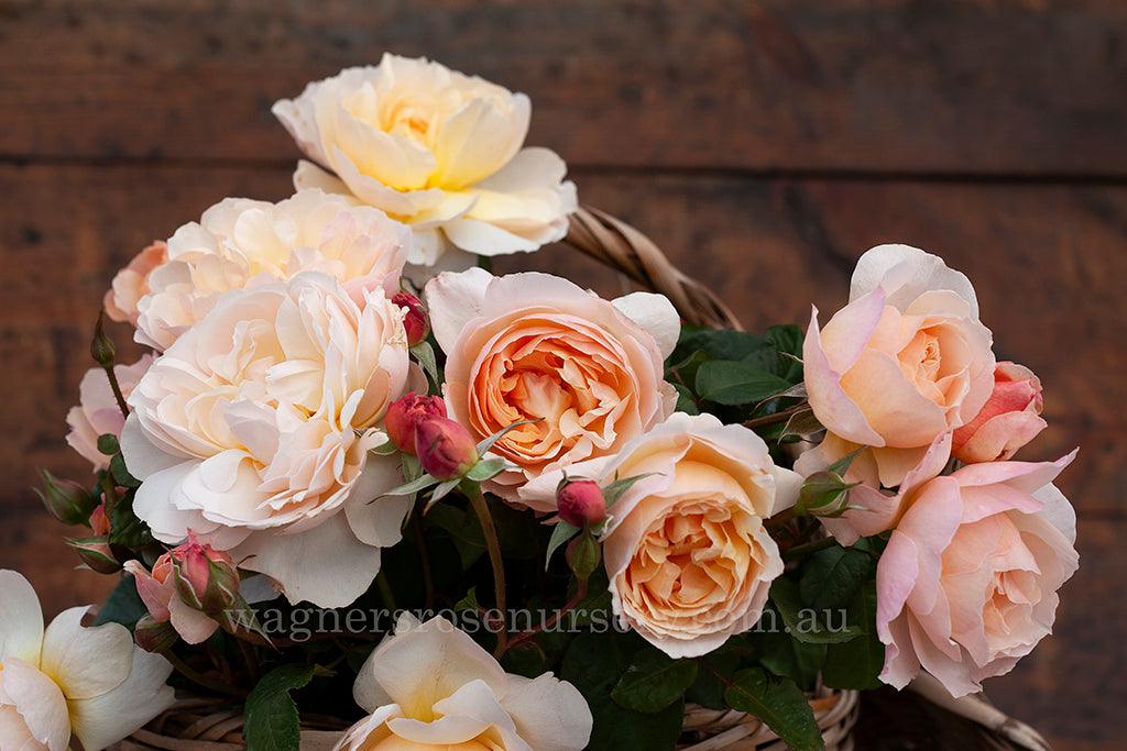 Moonlight in Paris™