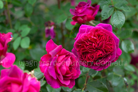 Munstead Wood (Ausbernard) - 90cm/3ft standard