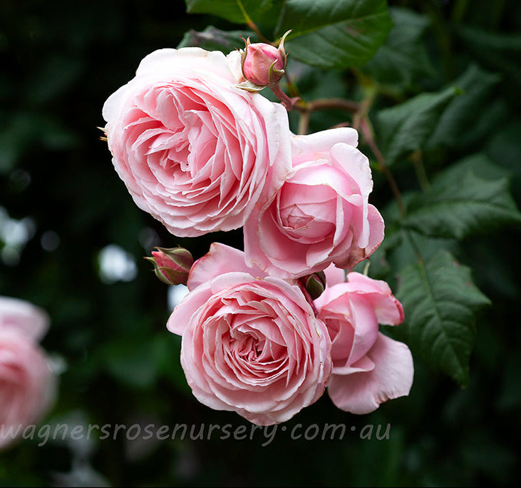 Nahema Clg™ - Potted Rose