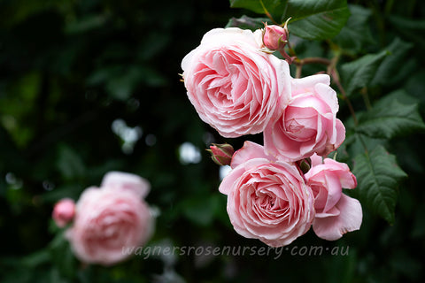 Nahema Clg™ - Potted Rose