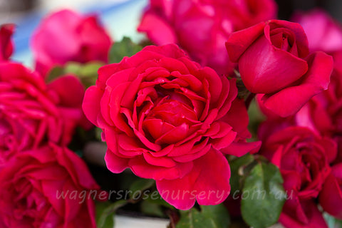 New Papa Meilland® - Potted Rose