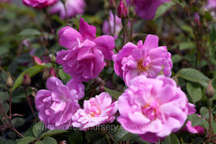 Old Blush