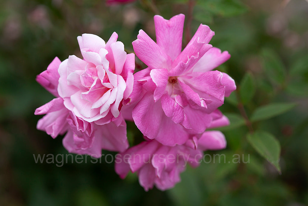 Old Blush