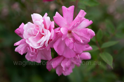 Old Blush