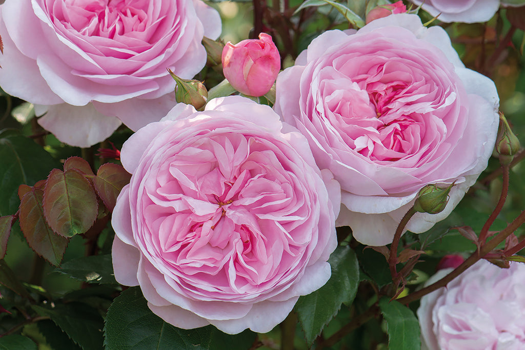 Olivia Rose Austin (Ausmixture) - Potted Rose