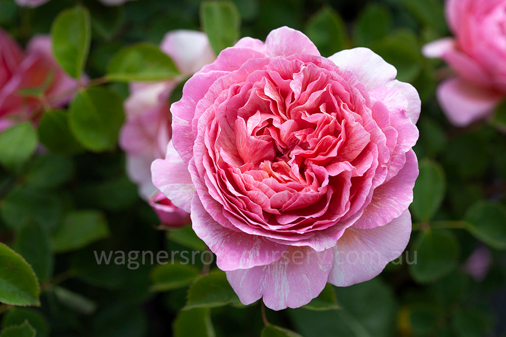 Princess Rose Painted Princess | Wagner's Rose Nursery