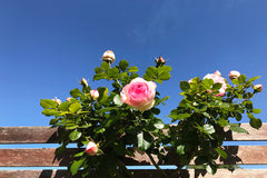 Pierre de Ronsard Clg®