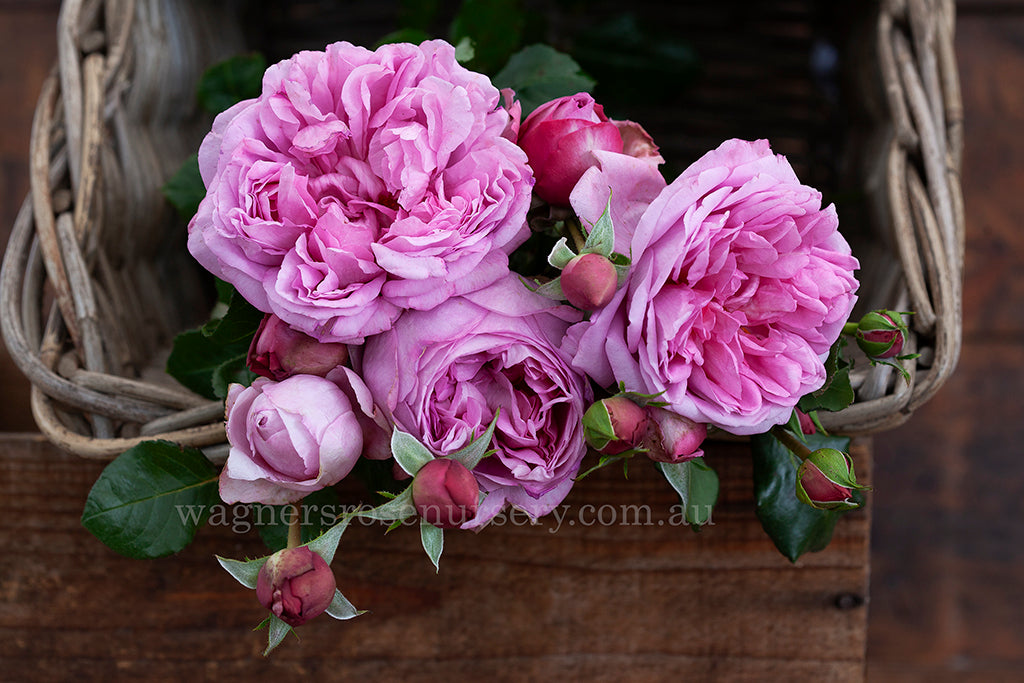 Pompadour™ - Potted Rose