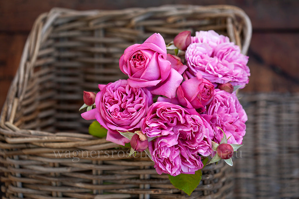 Pompadour™ - Potted Rose