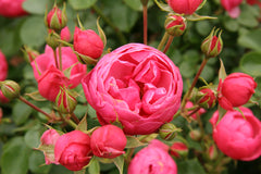 Pomponella