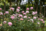 Queen of Sweden™ (Austiger) - Potted Rose