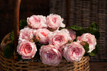 Queen of Sweden™ (Austiger) - Potted Rose
