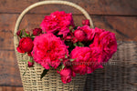 Queenie™ - Potted Rose