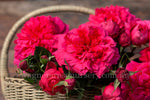 Queenie™ - Potted Rose