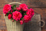 Queenie™ - Potted Rose