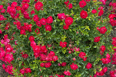 Red Drift - Potted Rose