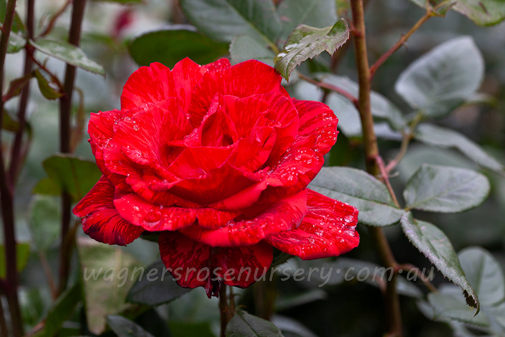 Red Intuition™ - Potted Rose