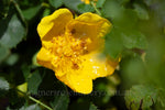 R. Foetida Lutea