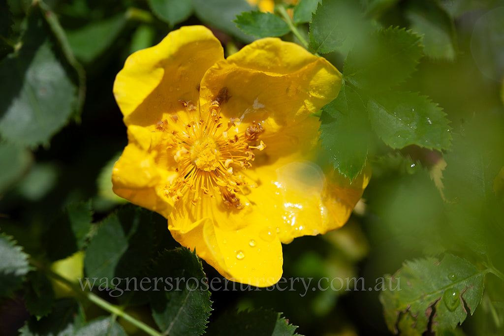 R. Foetida Lutea