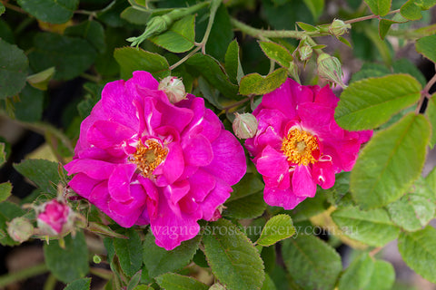 Rosa Gallica Officinalis