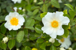 Rosa Laevigata Clg