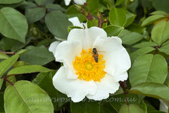 Rosa Laevigata Clg