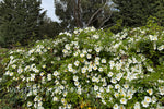 Rosa Laevigata Clg