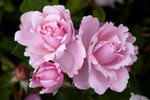 Sophie Rochas™ - Potted 90cm Standard Rose