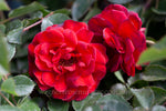 Scarlet Bonica™