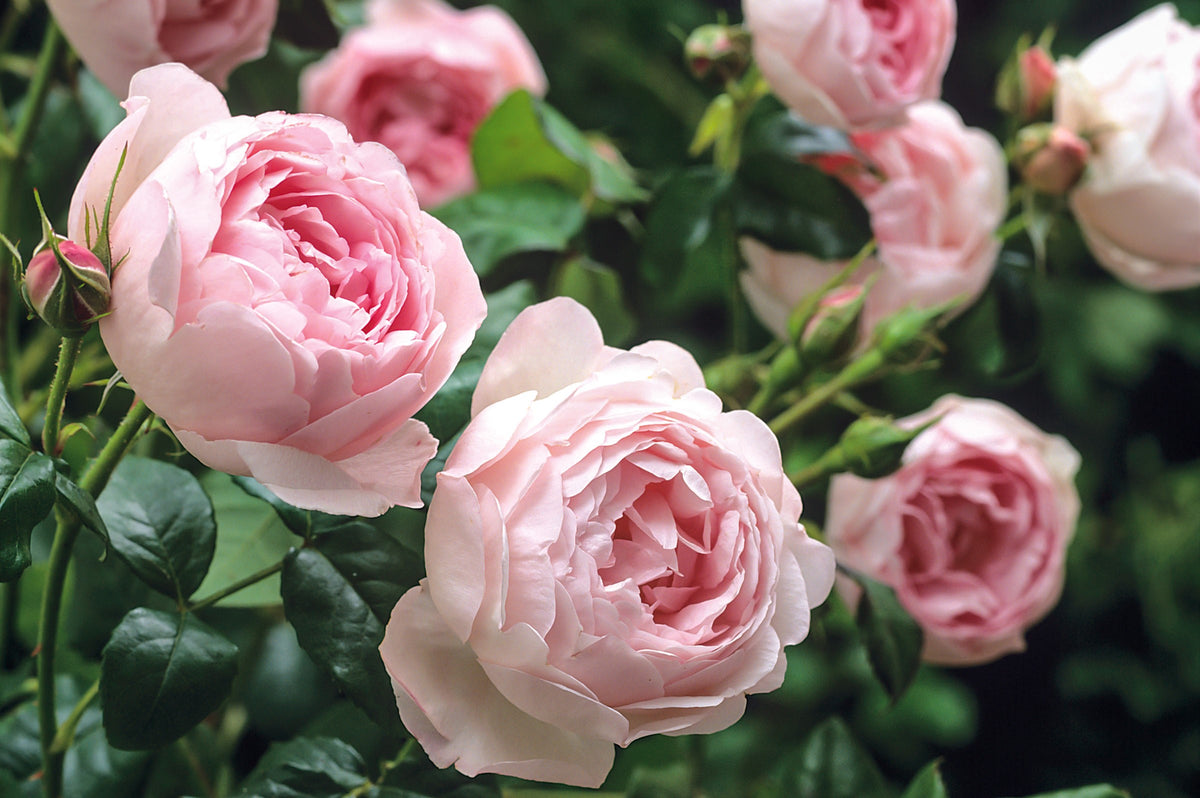 Scepter'd Isle (Ausland) - Potted Rose