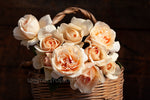 Shirley's Rose™ - Potted Rose