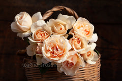 Shirley's Rose™ - Potted Rose