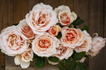 Shirley's Rose™