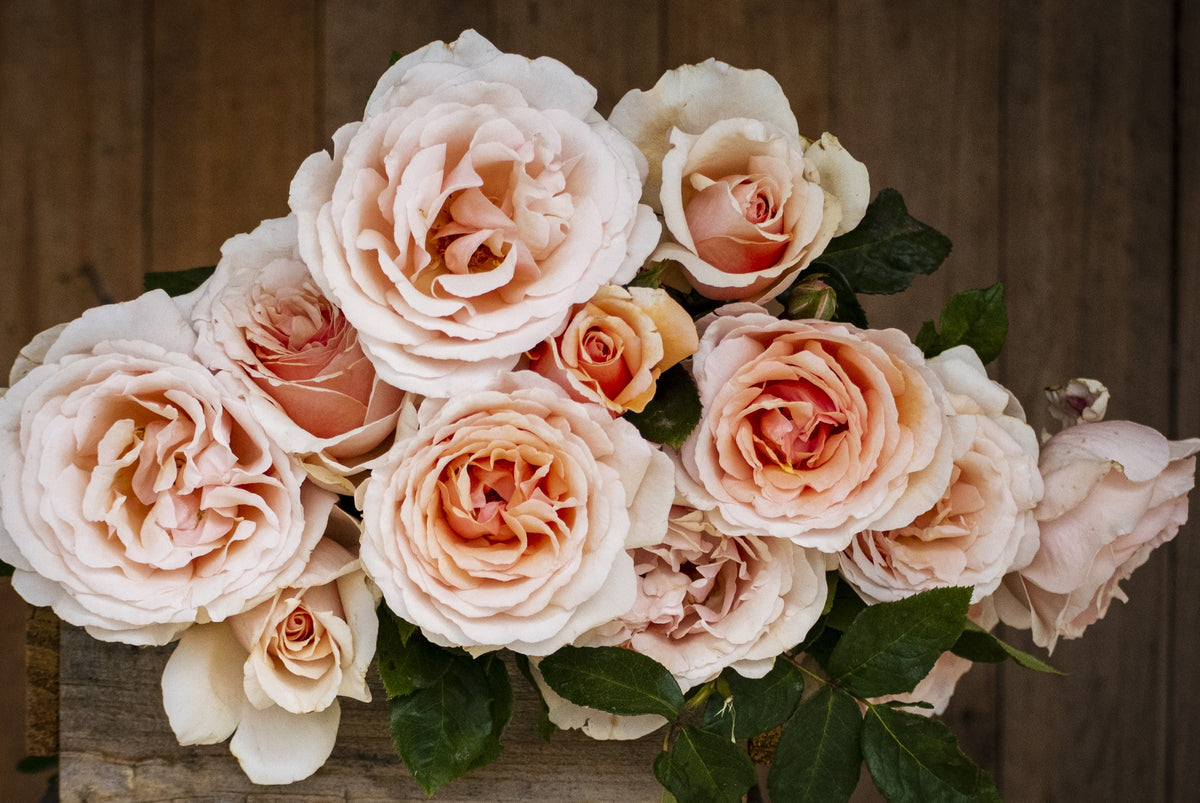 Shirley's Rose™