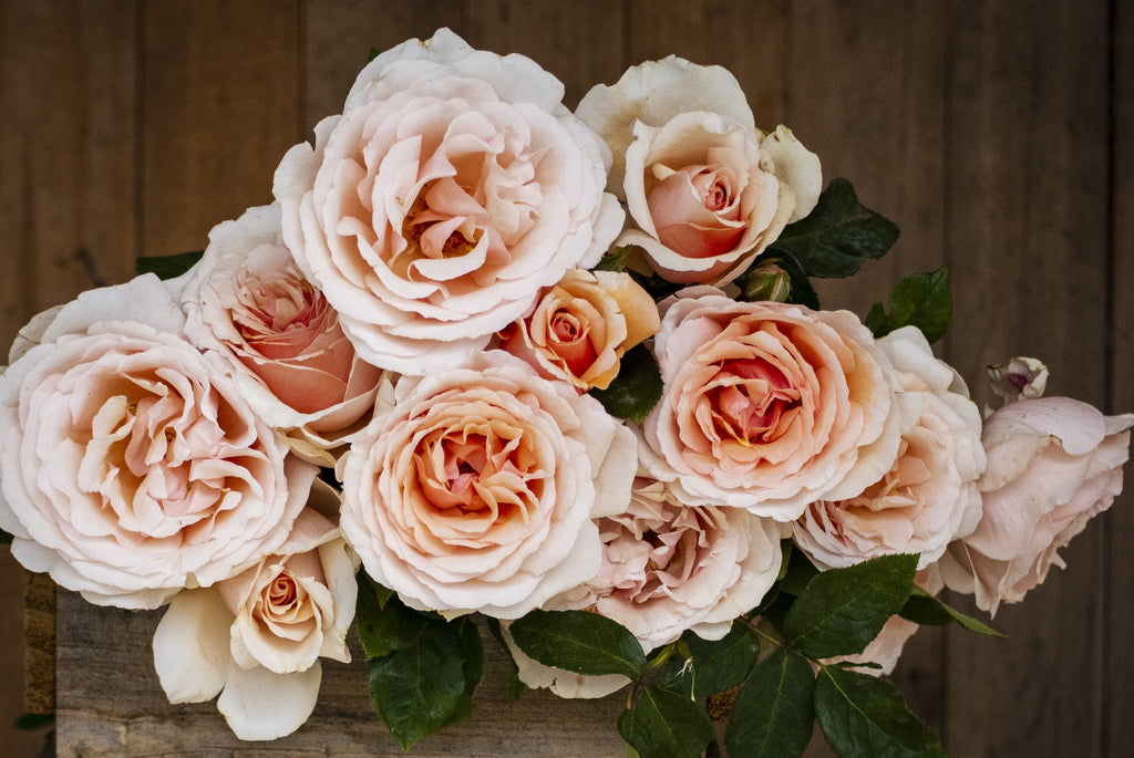 Shirley's Rose™