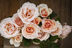 Shirley's Rose™
