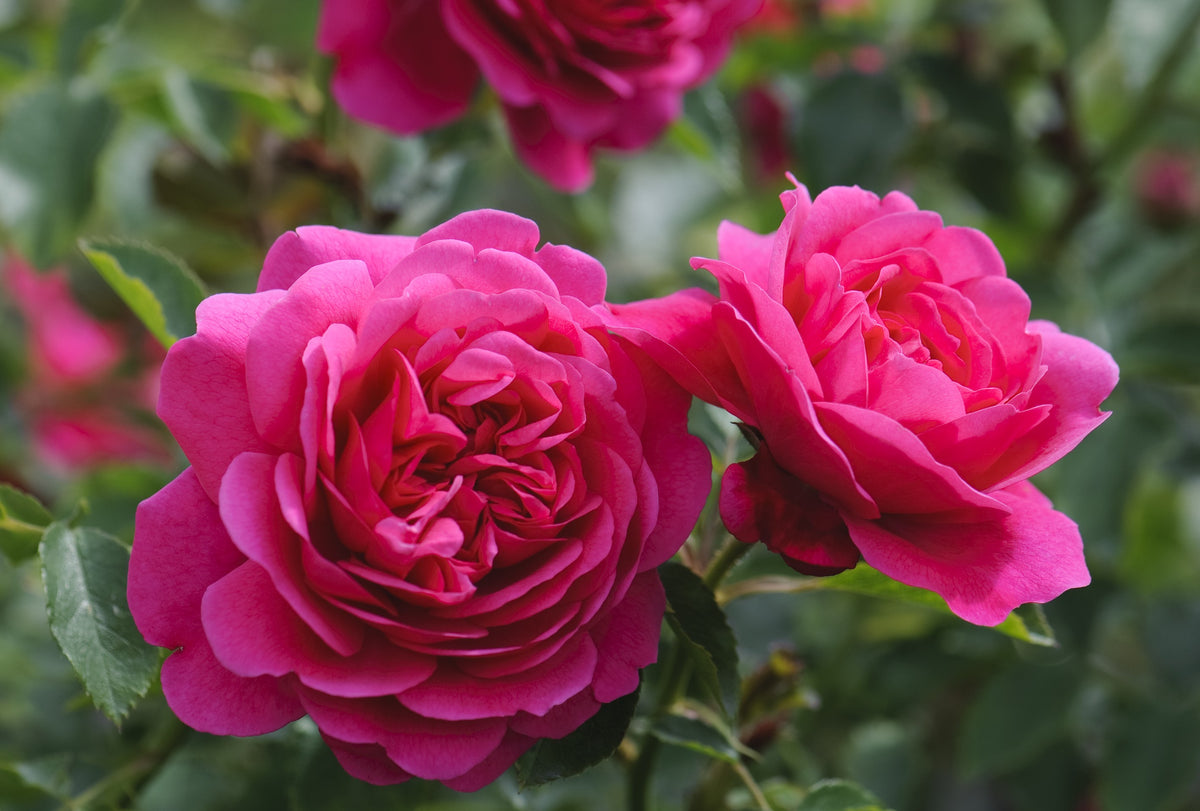 Sir John Betjeman (Ausvivid) - Potted Rose