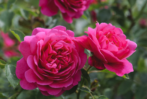 Sir John Betjeman (Ausvivid) - Potted Rose