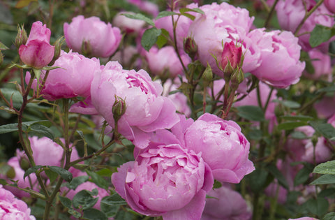 Skylark (Ausimple) - Potted Rose