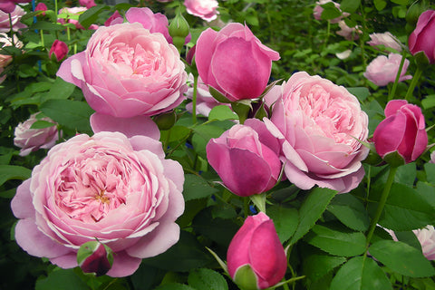 Soeur (Sister) Emmanuelle | Wagner's Rose Nursery