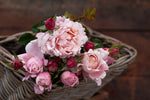 Sophie Rochas™ - Potted 90cm Standard Rose