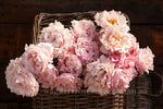 Sophie Rochas™ - Potted 90cm Standard Rose